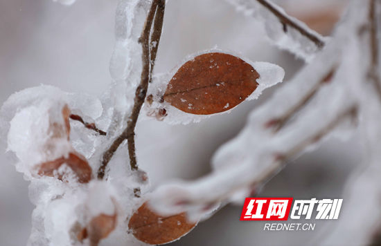 天子山|张家界景区天子山：雨雪迎新春 冰挂晶莹剔透（组图）