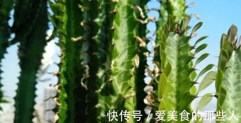 霸气的龙骨出状况,直接砍头扦插,还能促生成塔型,可谓一举多得