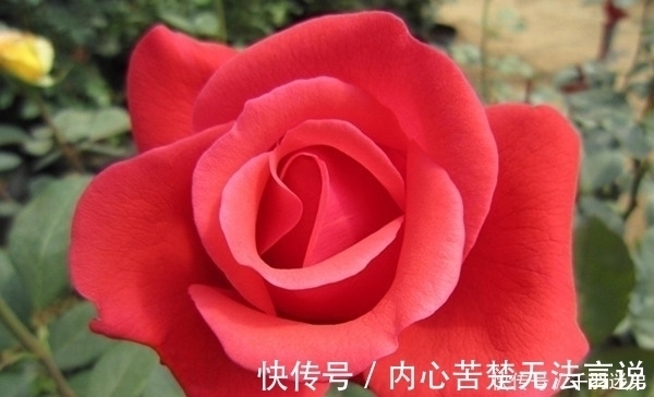 婆婆养月季只选一种,好养抗性强,关键“爱”开花,比养欧月实在