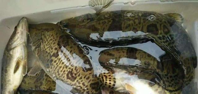 此乃“鱼中上品”我国特有，新鲜的味道鲜美，放臭后也是极品美味