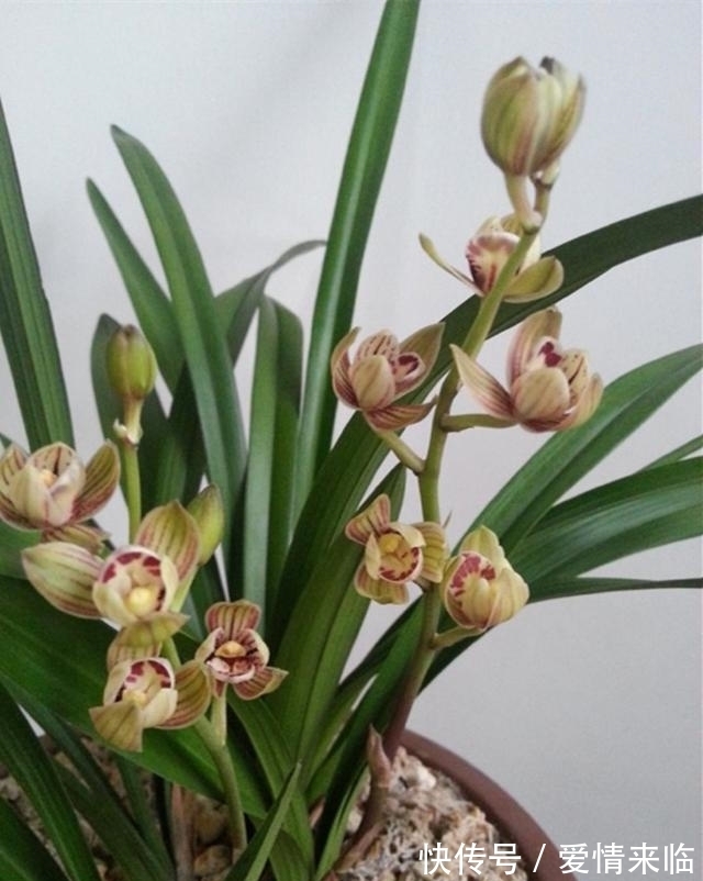 此兰性格“乖巧”,花色由粉红转金黄,香味扑鼻,每年可开花4次