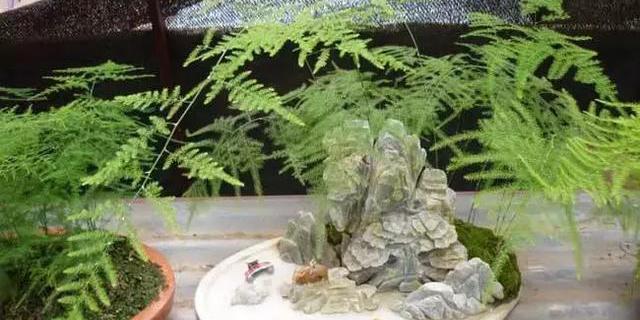 文竹黄叶|绿萝、发财树黄叶严重,用这个浇两次,叶片油亮不黄叶!