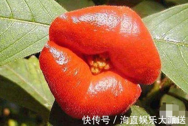 喜欢菊花，不如养盆“珍奇名菊”嘴唇花，花似烈焰红唇，性感艳丽
