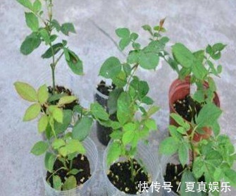 无人要的“小东西”,捡一点,水里加几粒,浇啥都行,比淘米水好