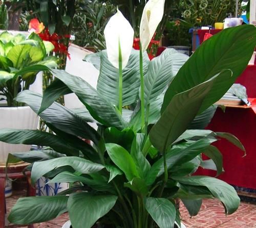 靠养花愉悦自己，盆栽这3款试试，寓意好，漂亮又实用