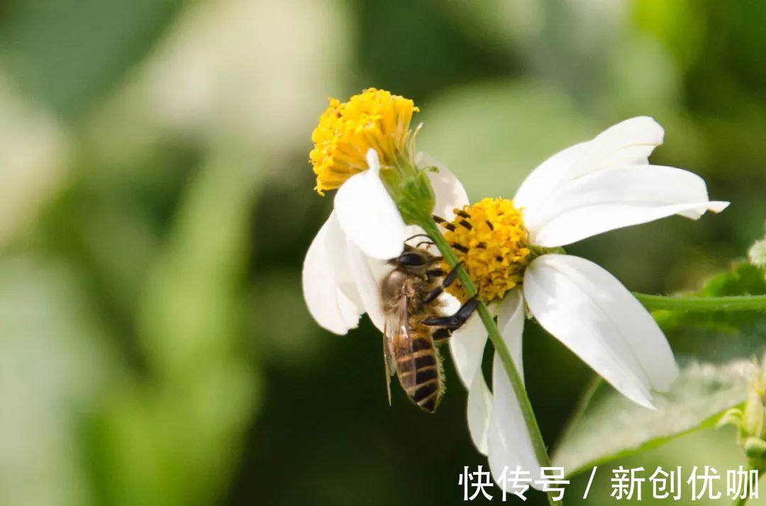 星座|3月，福星高照吉运到，丘比特坐镇，将牵手良缘到白头的三个星座