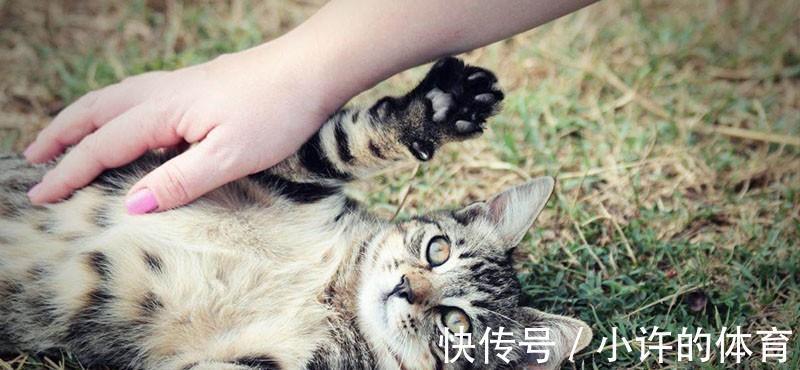 黑猫|老话说“猪来穷，狗来福，猫来头上顶白布”！真有这么大讲究吗