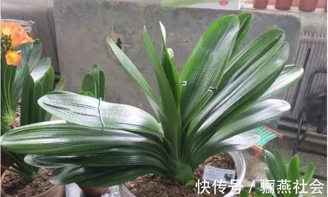 肉质根|给君子兰换盆,5个要点要“记牢”,服盆快,不烂根!