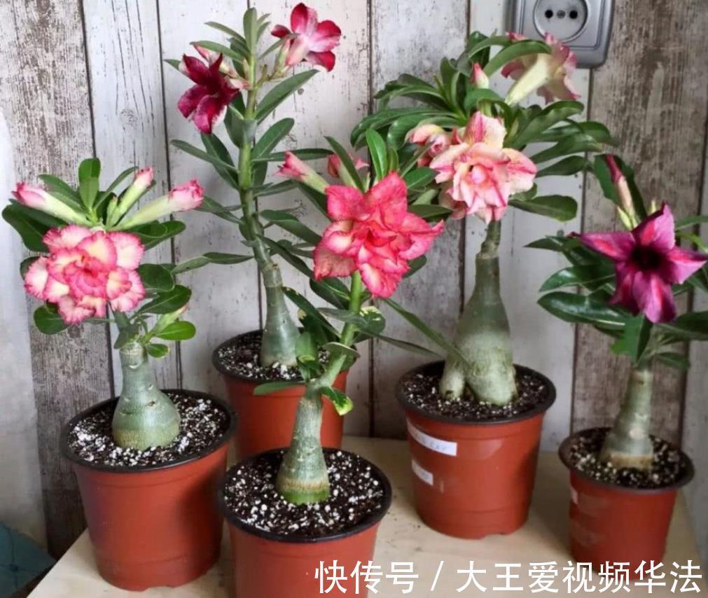 浇水|秋季怎么养殖沙漠玫瑰狠心做好4件事，开花多又漂亮