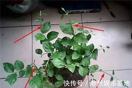 茉莉花这么养,花争着开,只需几个妙招,修剪是重点