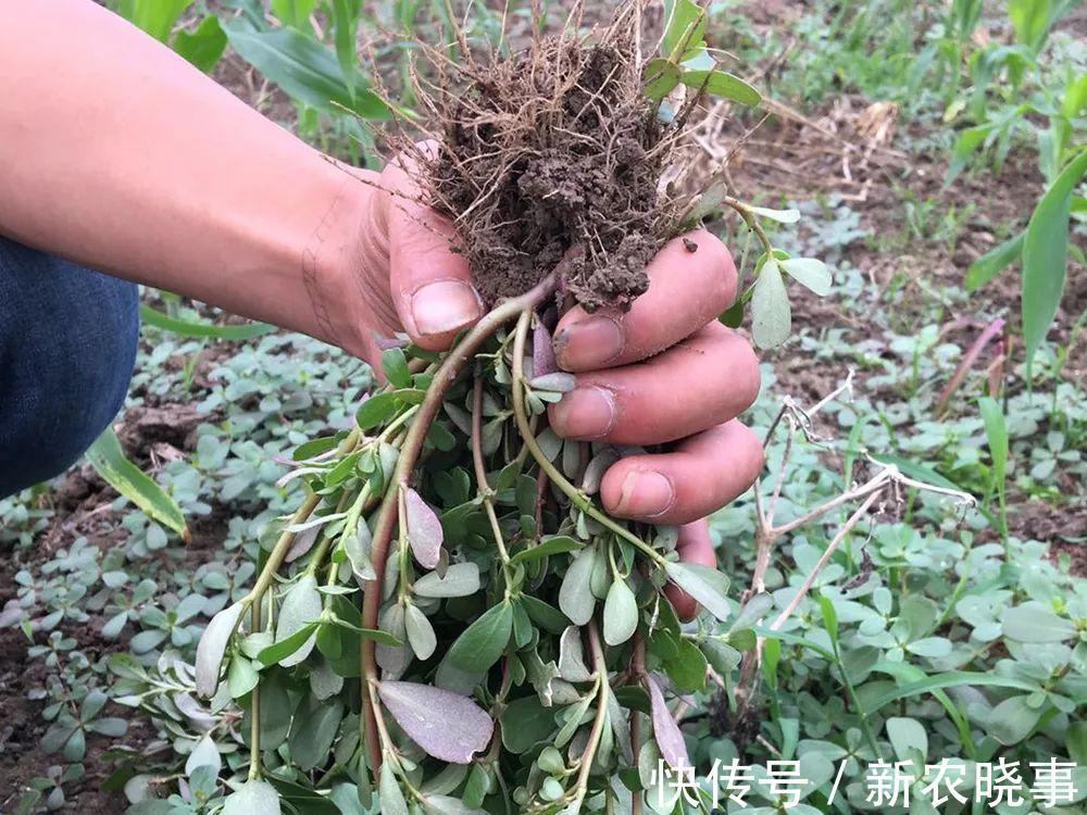 痛恨|7月的野菜之王,田边一摘几十斤,凉拌十分美味,却常被农民痛恨