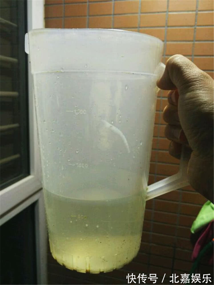 用“绿肥”养兰花,兰花新芽猛蹿,枝繁叶茂花娇俏!