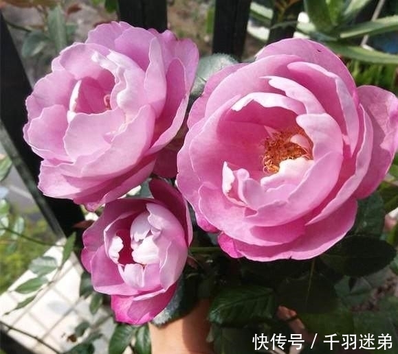 关键|婆婆养月季只选一种,好养抗性强,关键“爱”开花,比养欧月实在