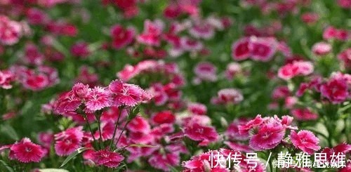 养花不开花，啥都不用学，就会用这些水浇花