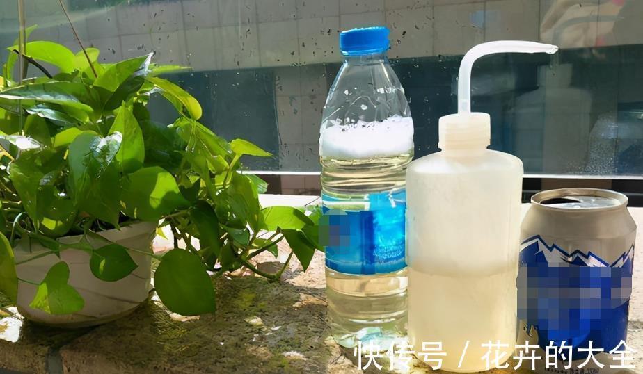 花肥|用这3种肥料养花，植株开花更多、花色更艳，省钱又实用