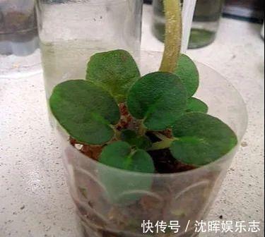 非洲堇|这花送人,只用送一片叶子,插土就活不心疼!
