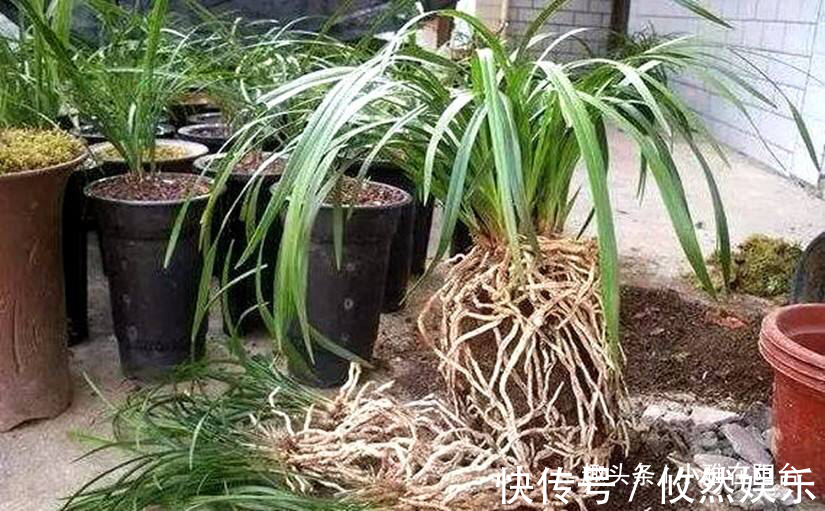 兰花什么时候换盆好选对“时间”,根系壮开花多,一盆变3盆!