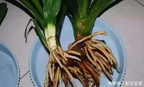 松土|养花浇水后,多注意此3点,轻松“躲避”积水烂根困扰