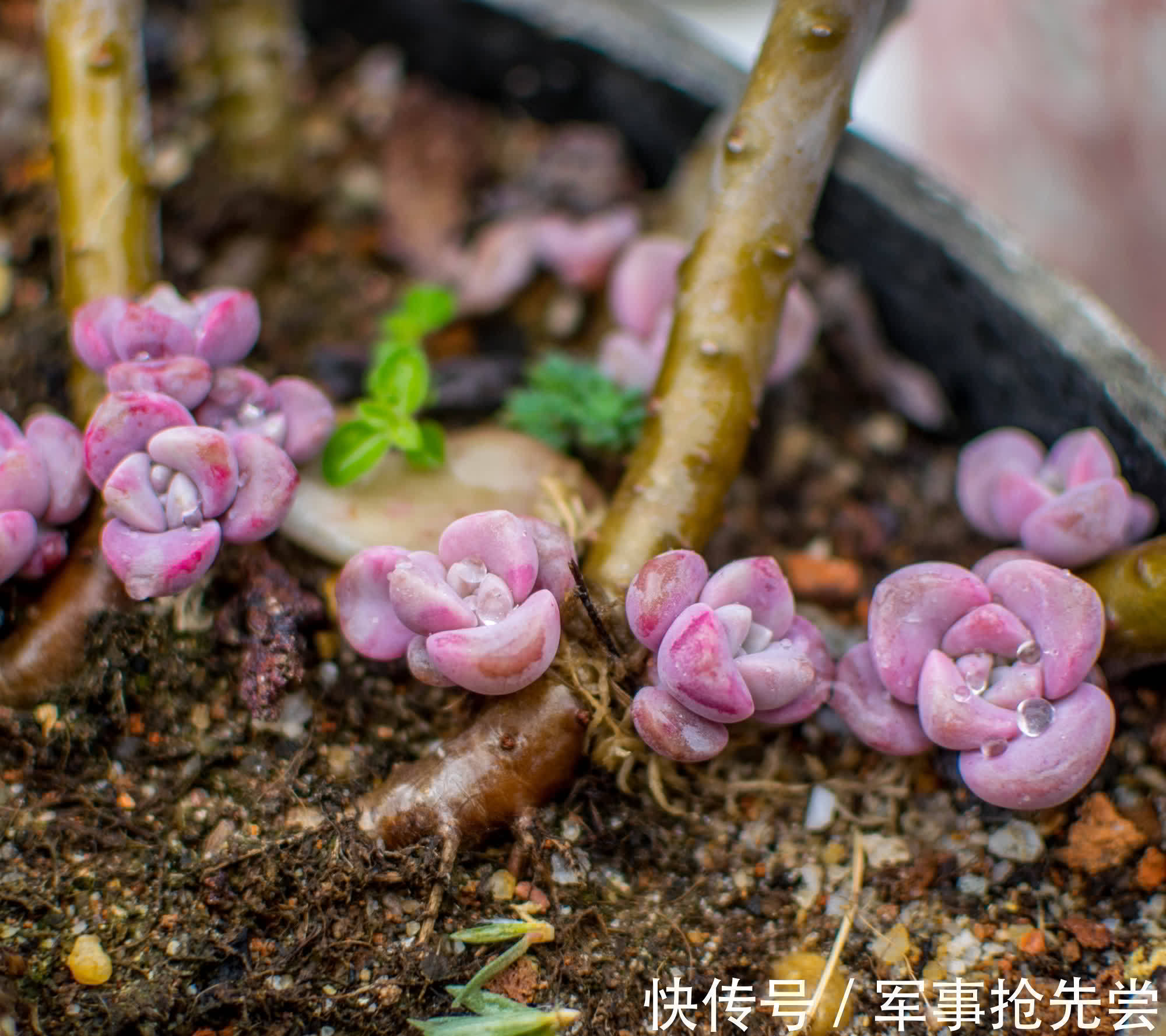 秋冬|他养多肉10多年,总结出9个易出“高价老桩”的品种,适合新手