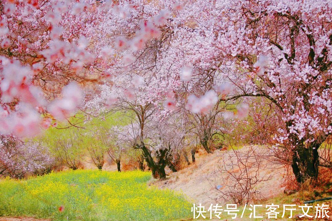 桃源梦|三月的林芝，青稞泛绿，桃花悄然绽放，正适合做一场春天的桃源梦