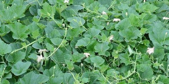 几种免费的菜叶子，不仅养胃降三高，还可以去结石，真实有效！