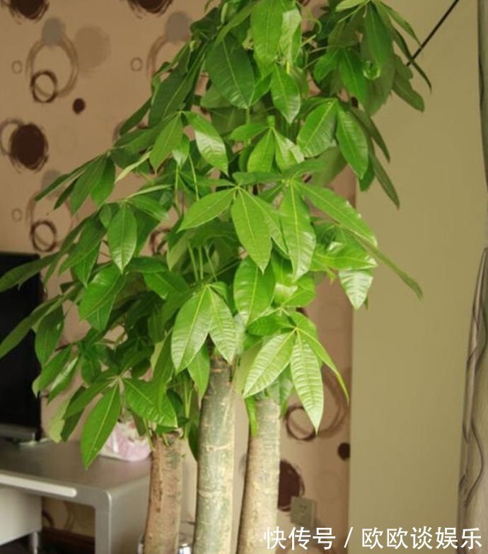 花卉|家里阳台必养此款花卉,镇宅又聚财,天天好运来,养好还开花!