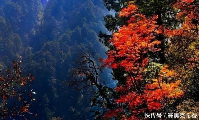 风景|川西最美季节已来临~秋色不等人，此生必去一次