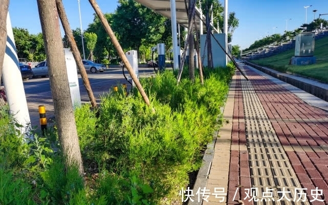 球花|旅行识花,它开花像花又似果,墓地陵园最多却少有人见过它