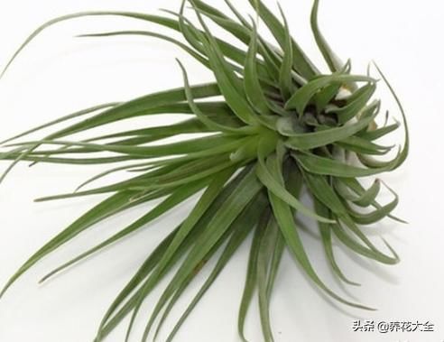 没有院子没有阳台，怎样才能“玩转”园艺？