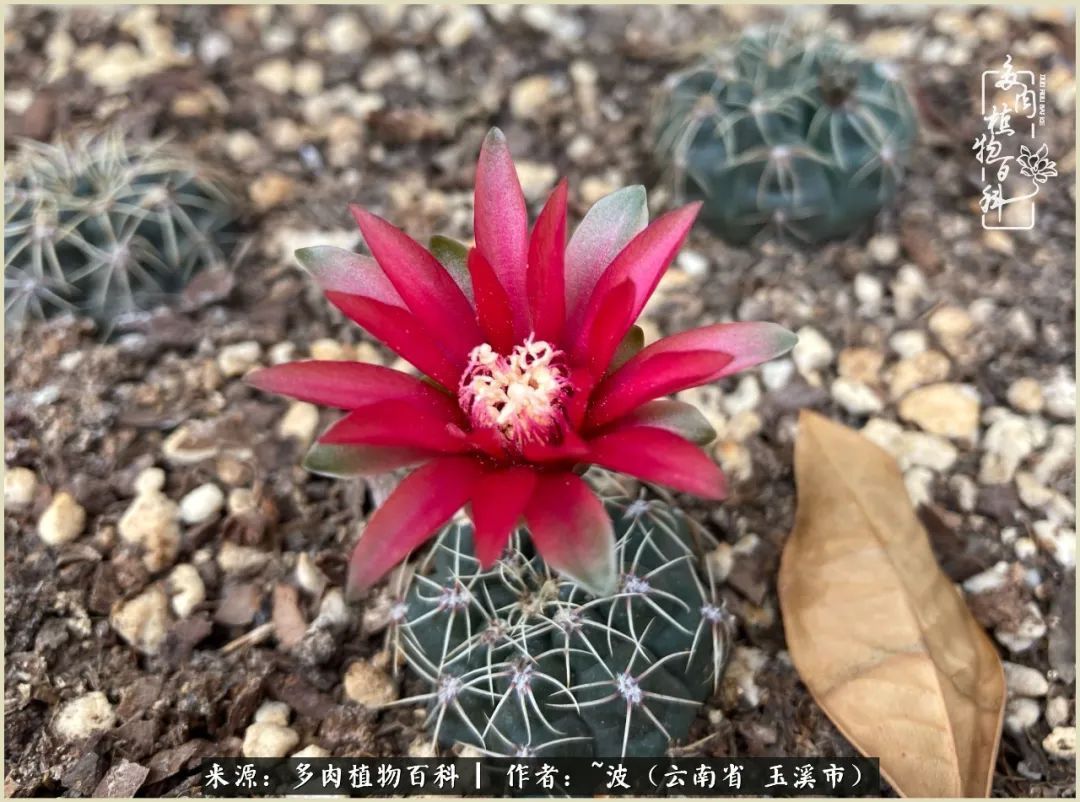 多肉|遇见即美，花事未荼蘼！种一桌子多肉，看花开花落！