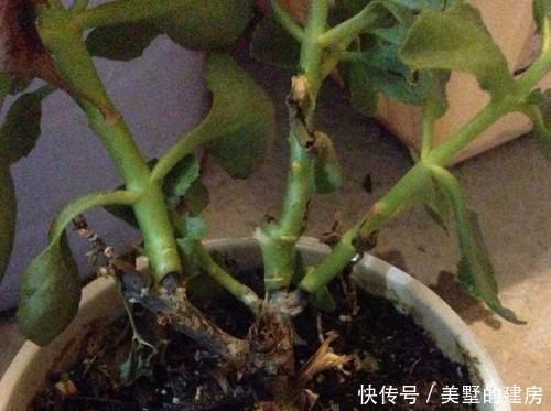 君子兰根|养花烂根了,全扔掉?别,一个小方法立马满血复活