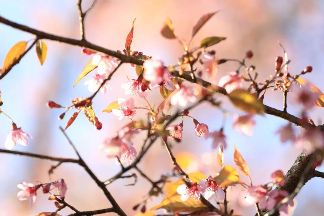 施甸：满山樱花，层林尽染