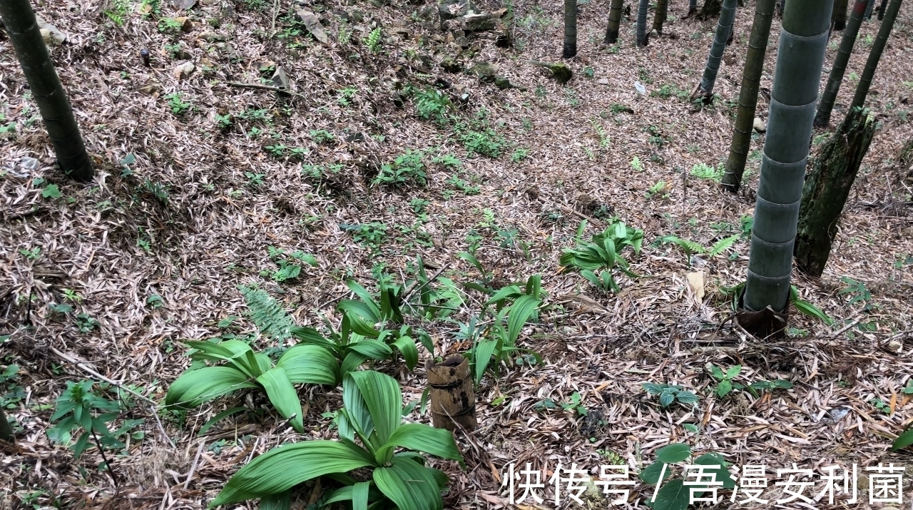 黎芦|“藜芦”山里很常见,是有毒的药用植物!生活在农村有必要认识