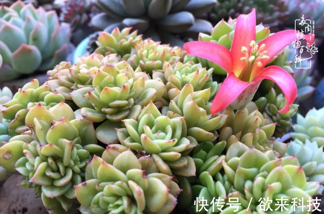 柴米油盐的日子,养几盆多肉吧,为生活添几抹色彩!