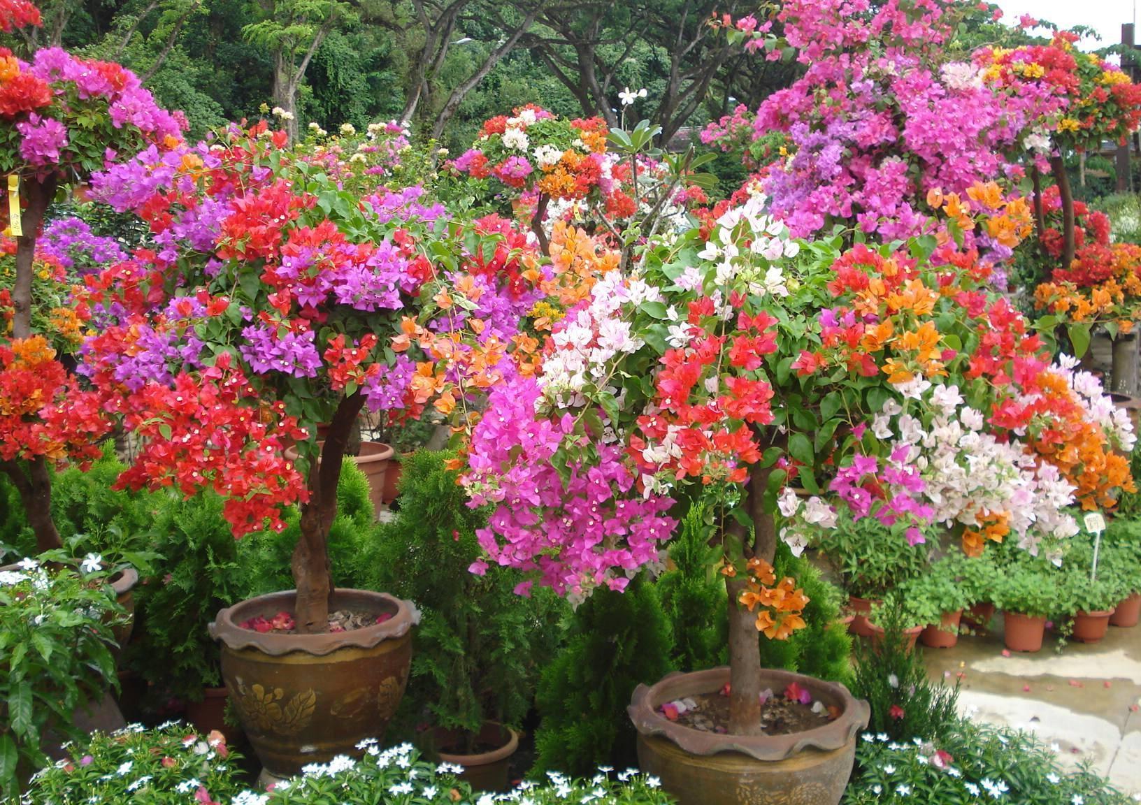 分享2个冬天扦插的小方法,10种花现在扦插正当时,生根快又壮