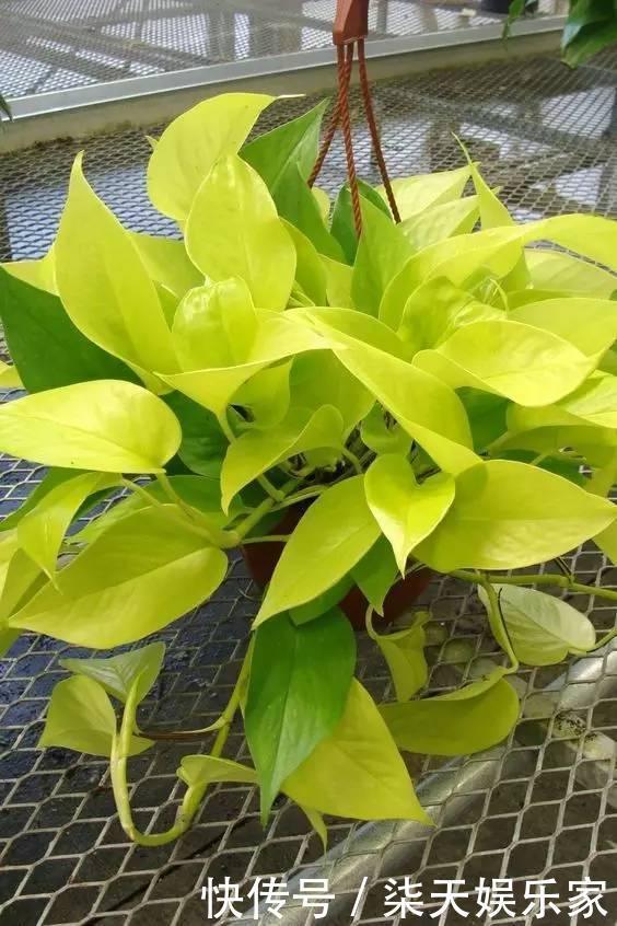 葛绿萝|绿萝品种真不少,数一数5-6种,个个高颜值,看看你养了几种