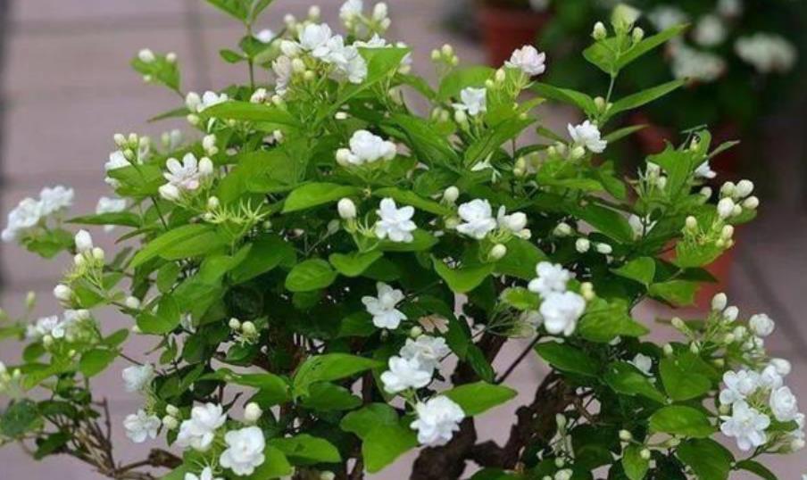 茉莉花|适合夏天养的6种花，越热长势越旺盛，懂花的人都养了