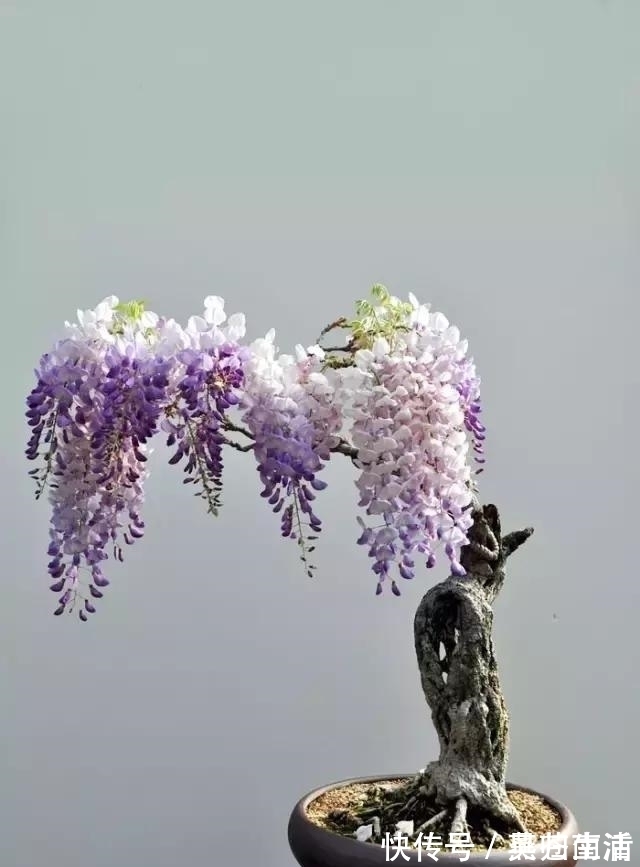 盆景|世界上又一奢侈品《盆栽》一盆就是一座房子!