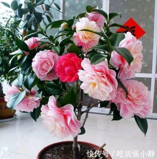 5种漂亮花，天冷多晒晒，越晒长得越健壮，花开得又多又大