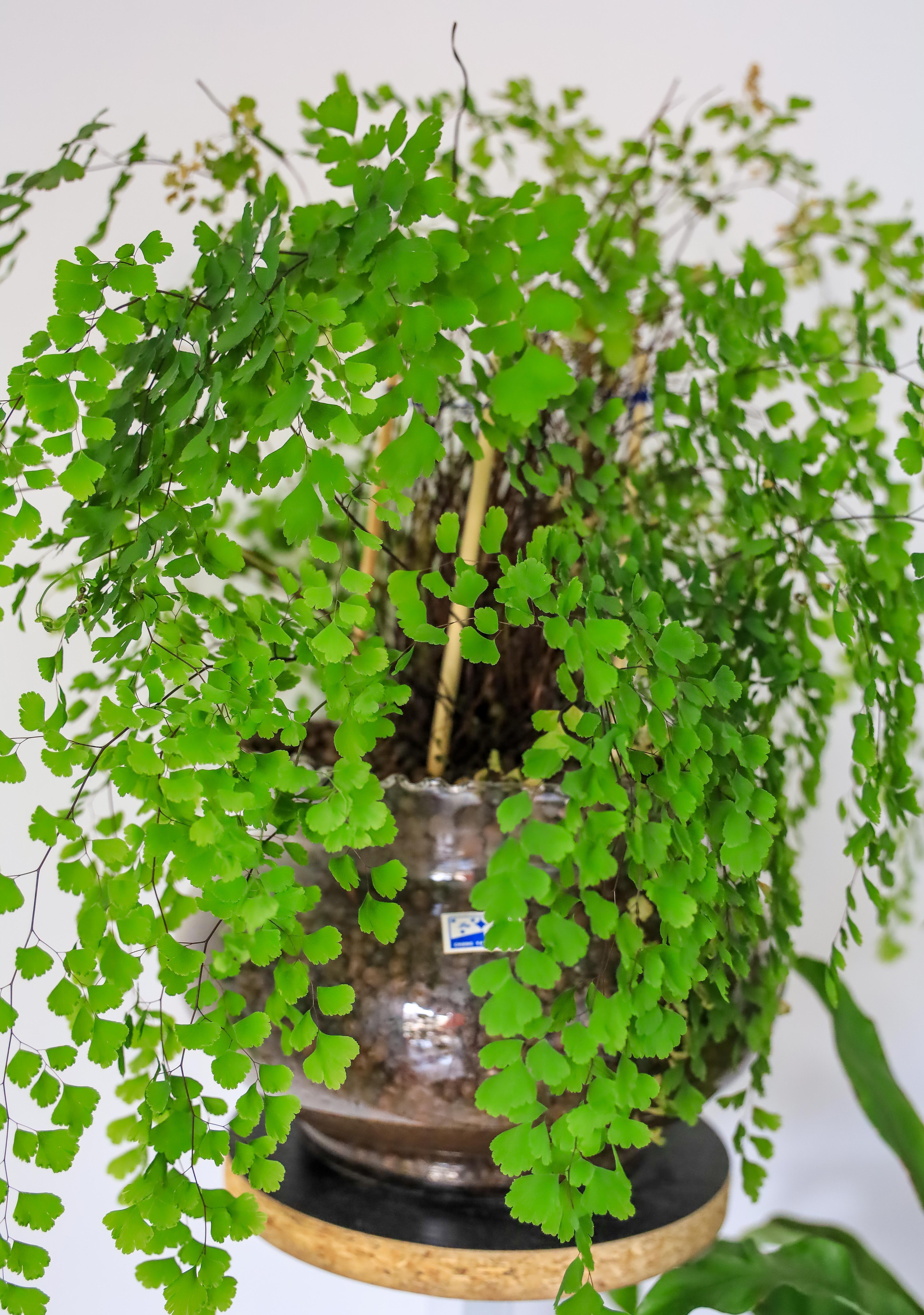 养花懒,出远门,没人浇水怎么办,妙招学起来