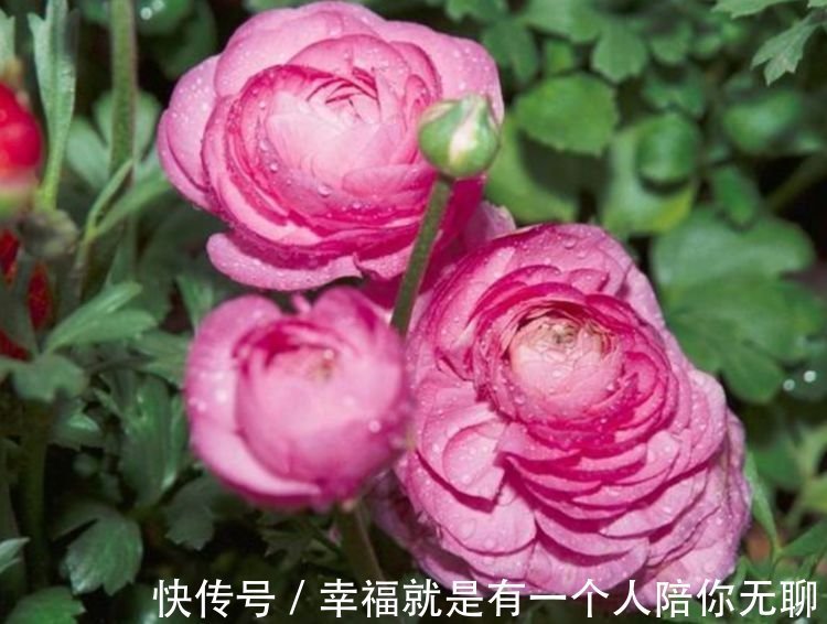 这几款植物养在家里，花期长易打理，一盆千百朵，枝头花苞满