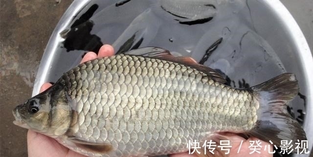 双钩|钓鱼用大浮漂好还是小浮漂好?调平水钓三目与调三钓三有何不同?