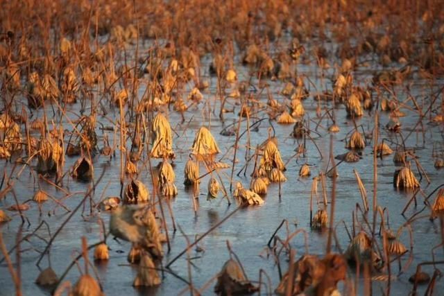 下周一,西湖里的残荷要开始收割了,还没打卡拍残荷美照的朋友抓紧了