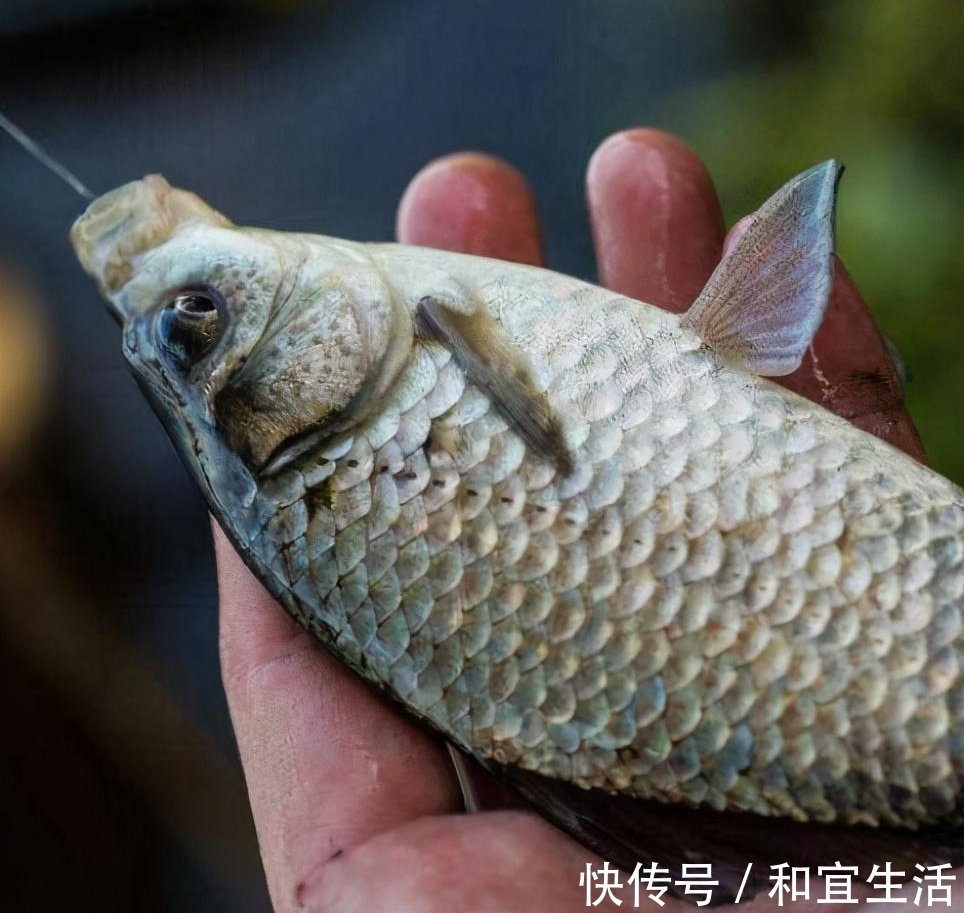 垂钓|黑坑鱼突然停口,逃脱不了这几个原因,教你妙招轻松解决