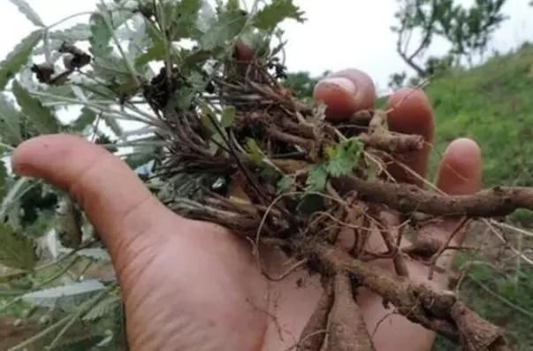 鸡腿|农村这种不起眼的野草，根系长得像鸡腿，70后80后拔起来就开吃