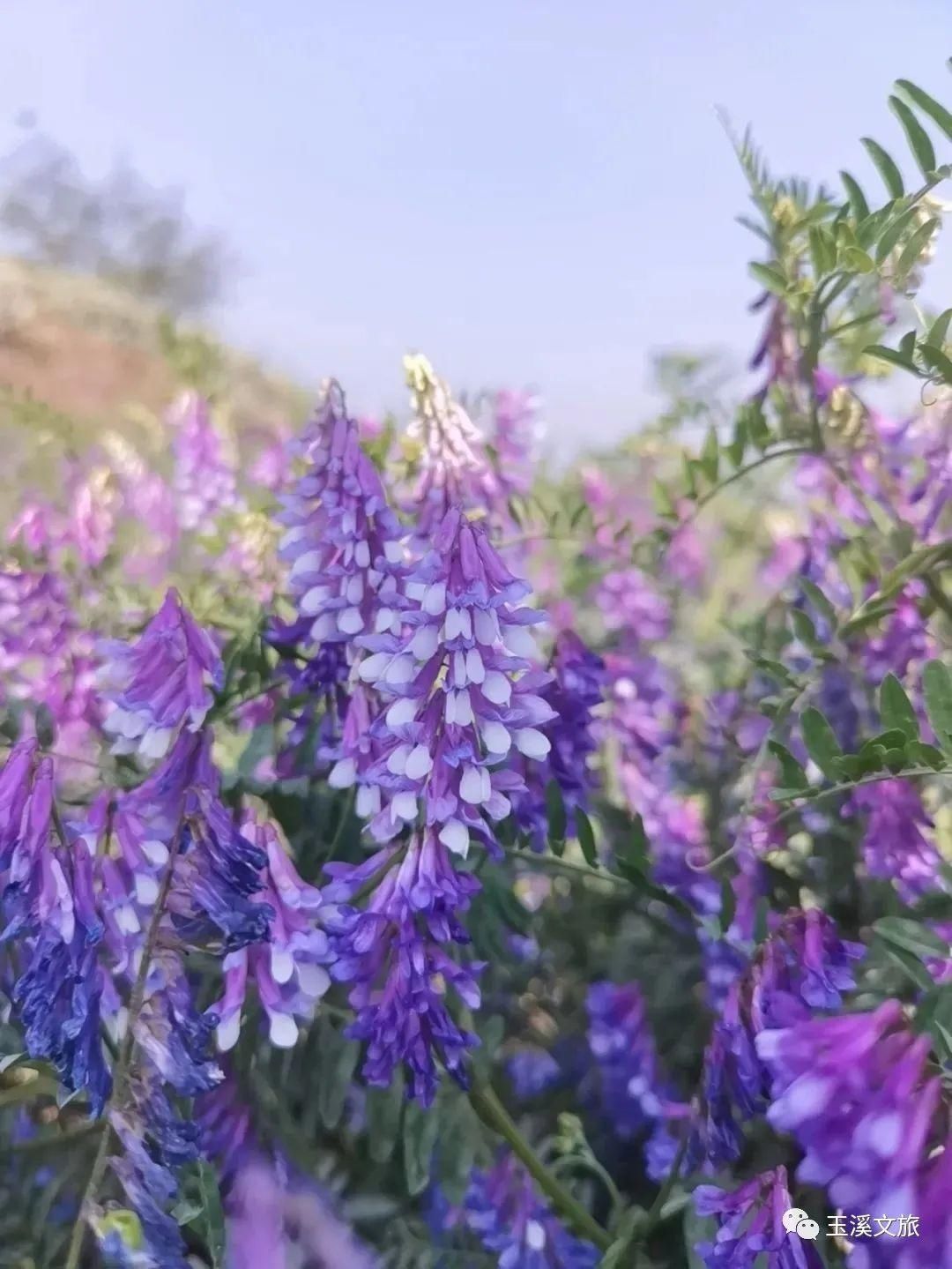 春日玉溪赏花丨超美！这片“紫色海洋”你知道是什么花吗？