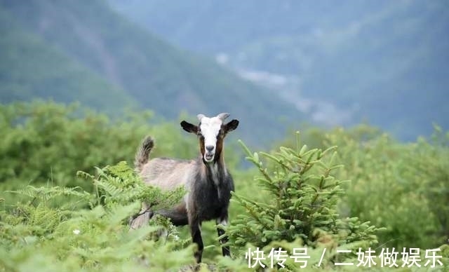 甘海子|「云中牧场」行走高山草甸 坐看浮云翻腾