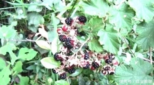 美好时光|农村特有的这种“鸡屎泡”,你吃过没?中医说它可是味很好的药材