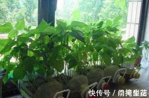 花盆|除了花盆之外,这些东西也是绝佳的养花神器,你用过吗?