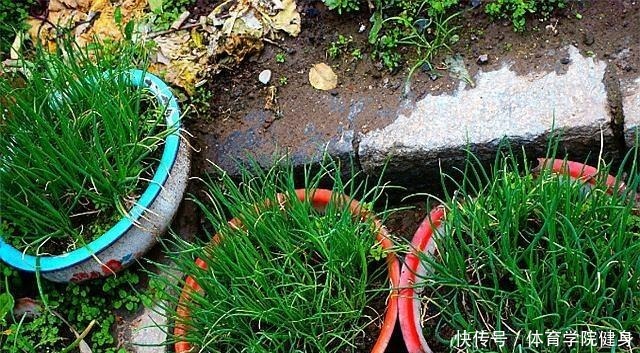 如何种植韭菜,您都知道吗浅谈韭菜的种植方法!